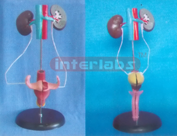 UROGENITAL SYSTEM ON STAND (FULL VIEW URINARY SYSTEM) B TYPE